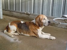 TICOEUR, croisé beagle/basset hound mâle, 13 ans (79) Vieux_10