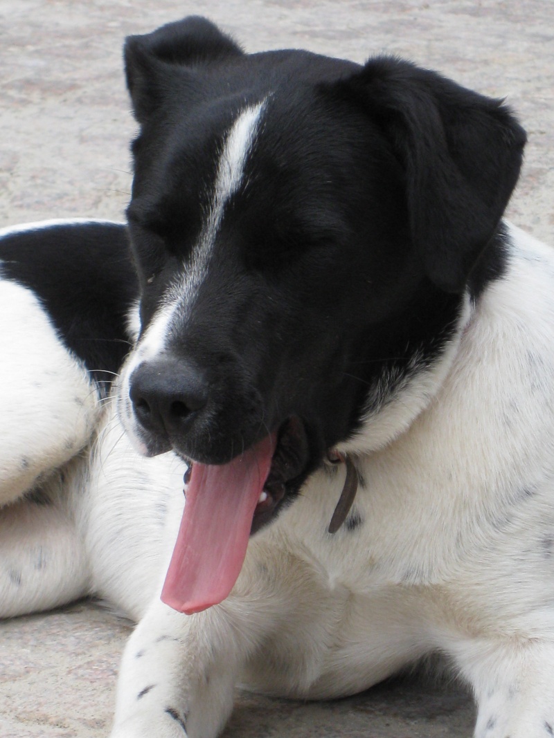 Deidara jeune chiot labrador X pointer 14juin10