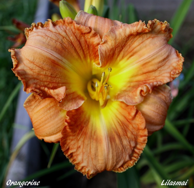 Floraison améliorée Orange14