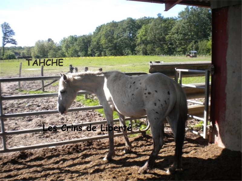 71 - Tahche renommé BOUNTY - ONC selle - réservé par Coraline!!!!!!(Oct 2012 ) - Page 10 Tahche10