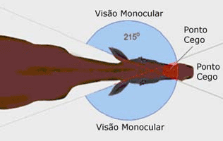 Como funciona a visão dos cavalos 11110