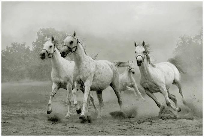 O Cavalo Arabe Arab_h12