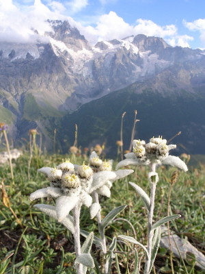 Edelweiss 20060710