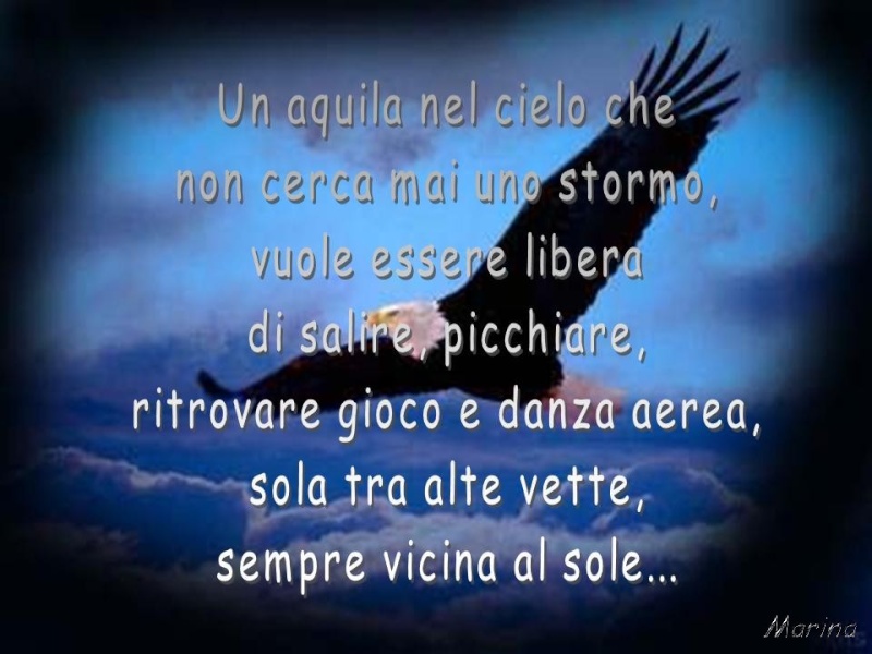 un aquila nel cielo Aquila11