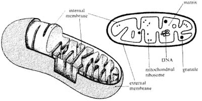 mitochondrie petite definition Mitmor12