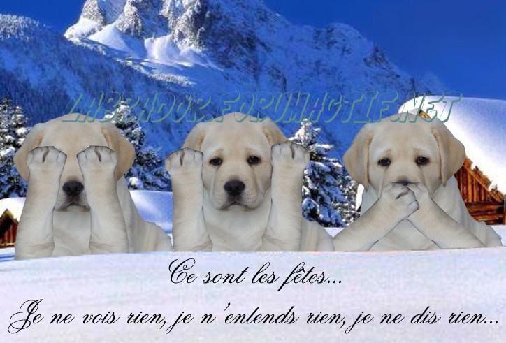 Concours photos "Fêtes de fin d'année et chiens déguisés..." - Page 2 Chiot210