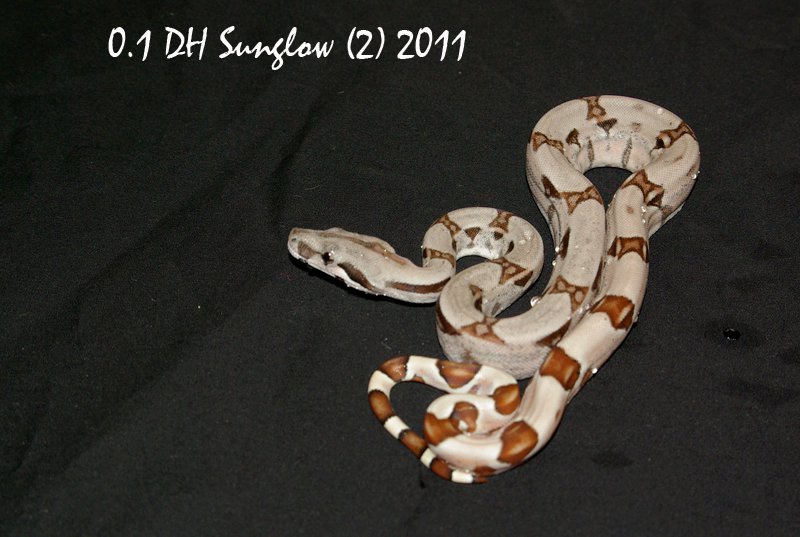 2 Dh sunglow  26653311