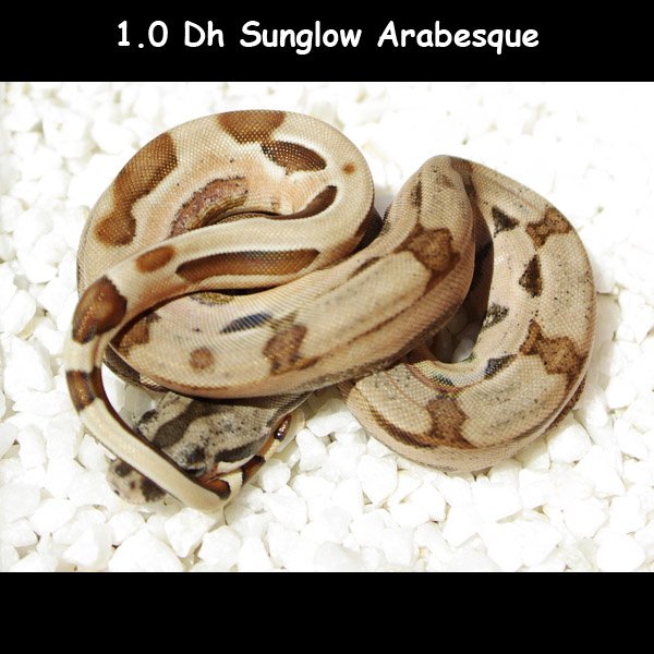 DH Sunglow arabesque  26815810