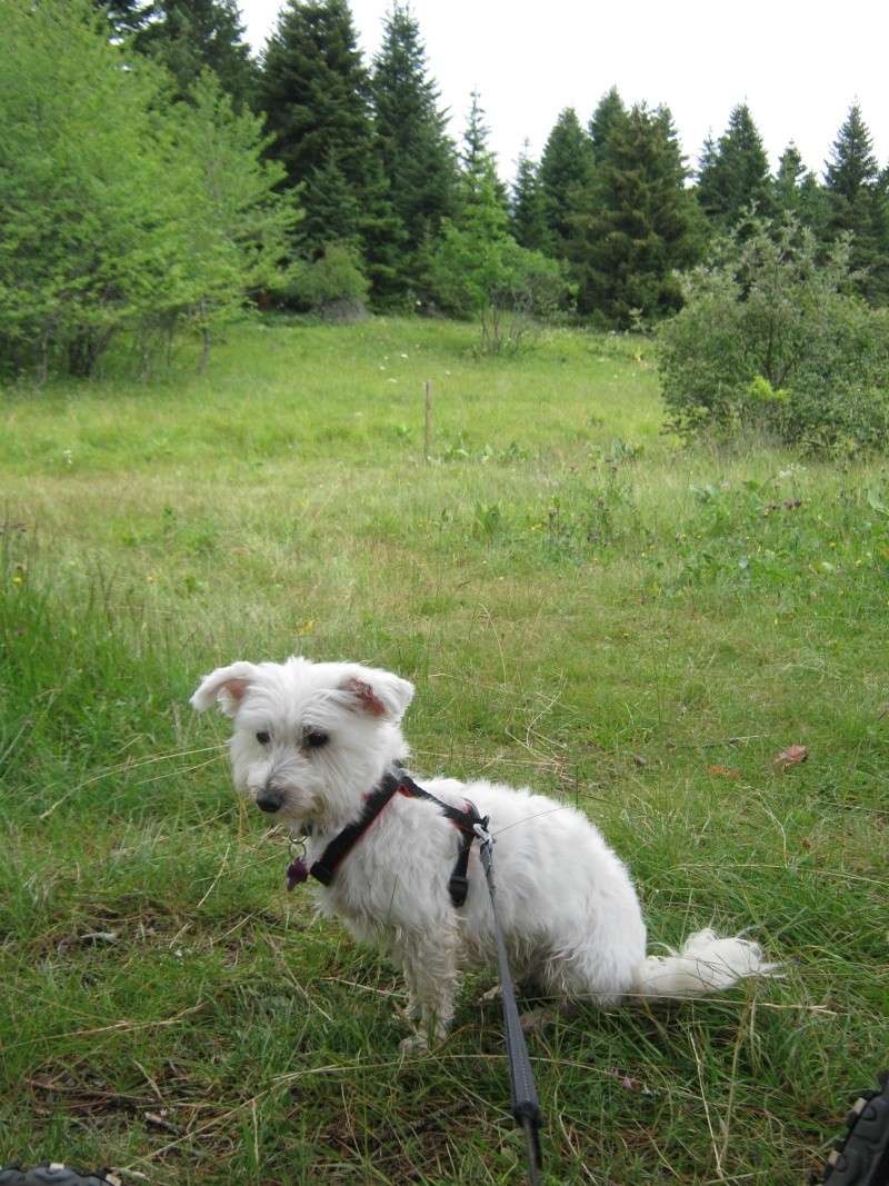 Incs en vacances dans le Vercors Photo_30