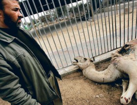 Israel : Ils ont mme abattus des animaux au zoo de Gaza ! Image011