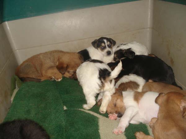 Camada de 9 cachorros, seran de tamaño mediano, tienen 1,5 meses PRECIOSOS! Bebes_11