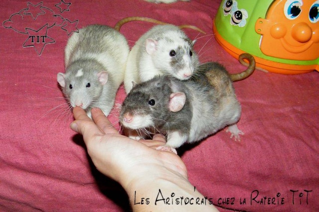 ~ Raterie TiT, la suite ! ~ - Page 2 1010