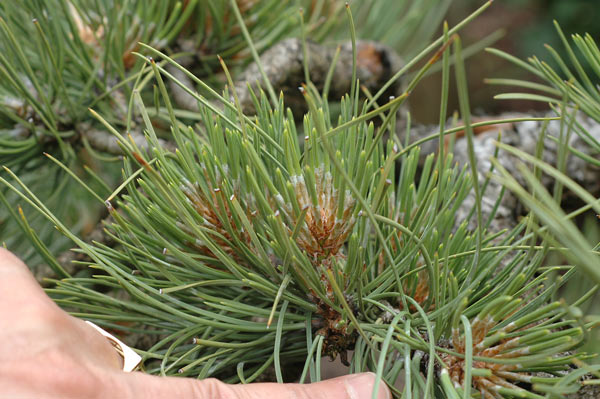 Ponderosa Pines... can they really make good bonsai? - Page 2 Dsc00210