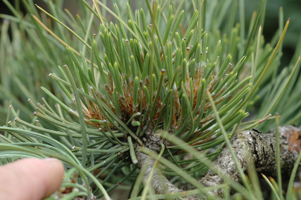 Ponderosa Pines... can they really make good bonsai? - Page 2 Dsc_0010