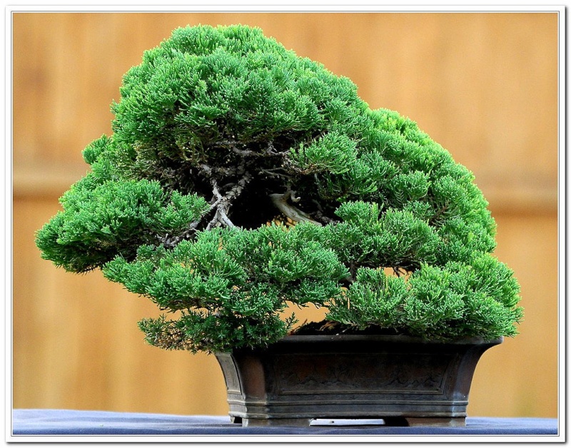 Nine Years With a Procumbens Juniper Juni10