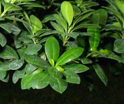 An Import From Vietnam - Semi Cascade Ficus Leaf10
