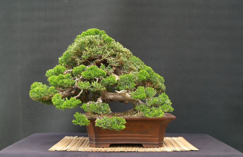 Nine Years With a Procumbens Juniper P4060710