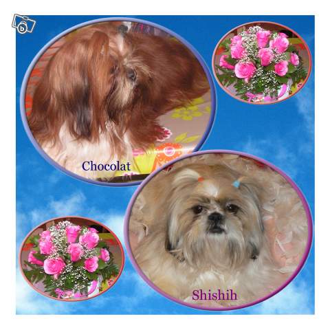 besoin encore de votre aide- pour les pros des SHih tzu 16057310