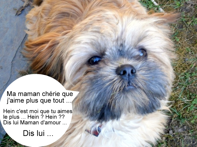 CHAPO X CANICHE M 10 ANS URGENT avant le 10/02 - Page 2 2237