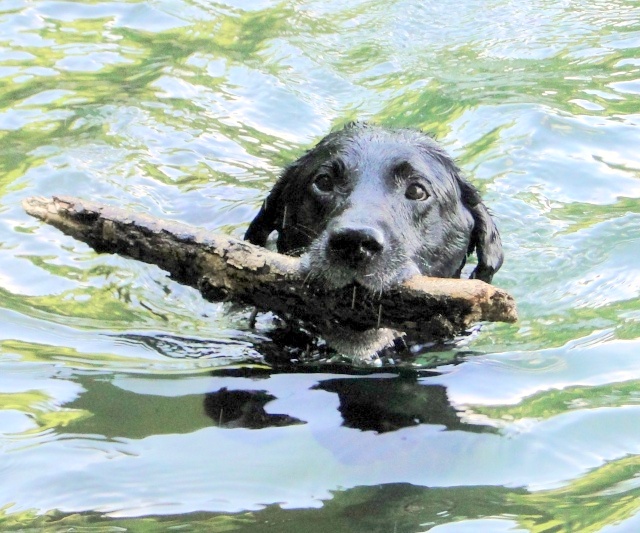 GROSSE URGENCE  pour Sako adorable labrador de 10 ans dpt 88 - Page 11 3197