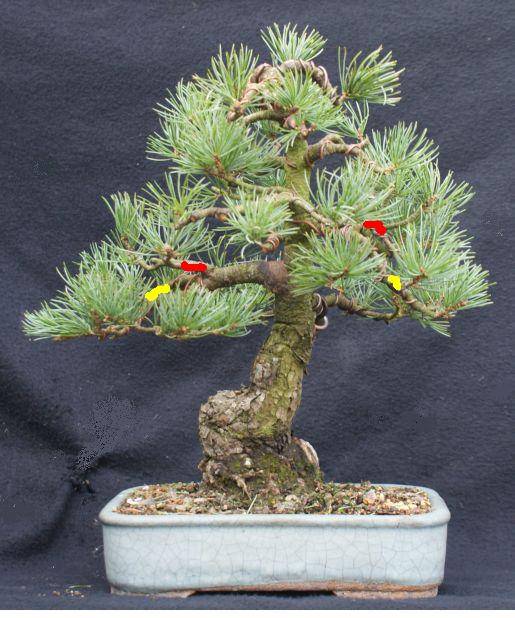 But am I making any Progress with this Japanese White Pine? Jwp_no10