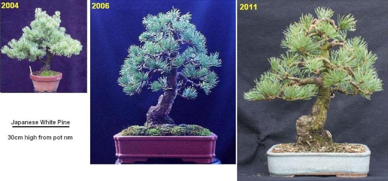 But am I making any Progress with this Japanese White Pine? Jwp_oc10