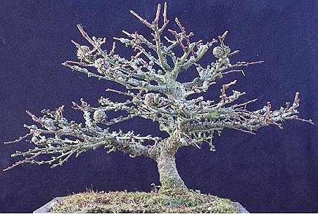 Shohin Larch 2005 to date Lp110