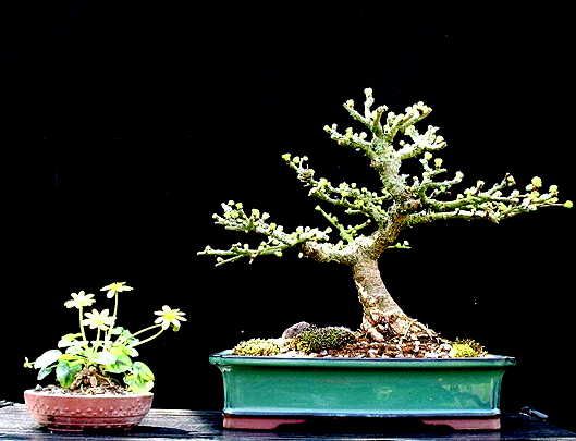 Shohin Larch 2005 to date Lp210