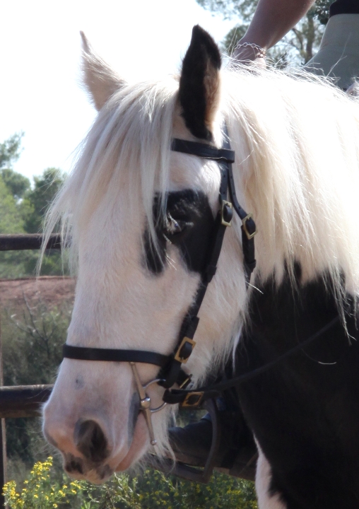 2 HONGRES IRISH COB à vendre au Vallon de la Mourre, NEWS PHOTOS - Page 2 Img_1821