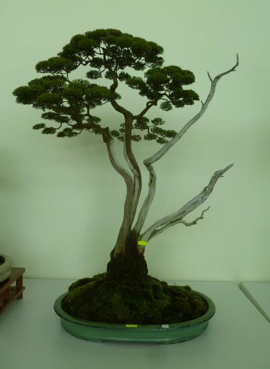 The Unique of Bonsai Show 2012(15 Mar - 15Apr, Putrajaya) - Malaysia Bs1211