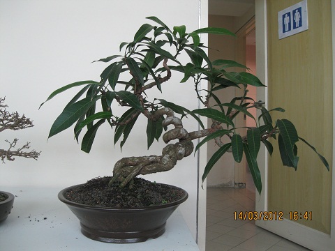 Mango Tree bonsai...haha, do you see before? 