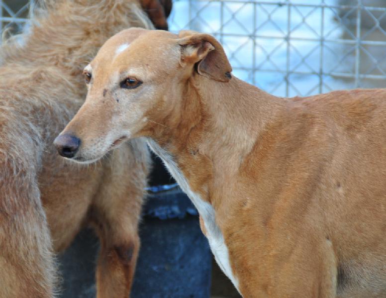 RUBLA  -  Galga  5 ans  -  ASSO  GALGOS FRANCE (ZARAGOZA  ESPAGNE) Adpca_19