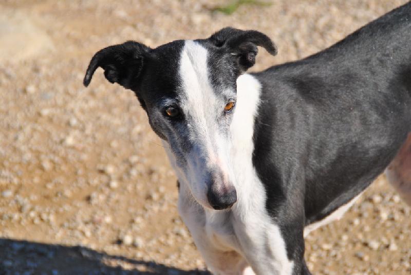 NORIA - galga 13 ans - en FA pour l'Asso Galgos France  (10) Galgo100