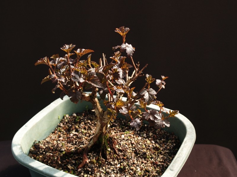 Physocarpus "Diabolo" Physoc10