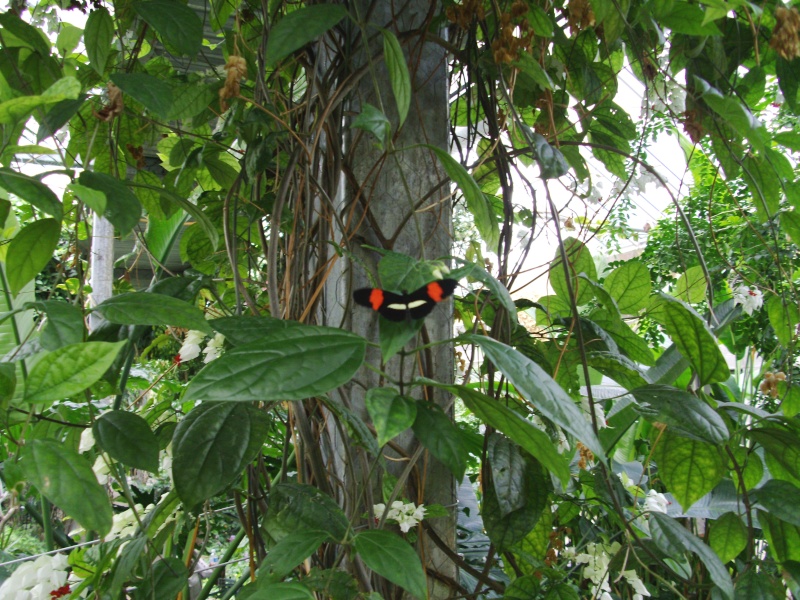 Some more pics of when i was at the butterfly breeders... Butter12