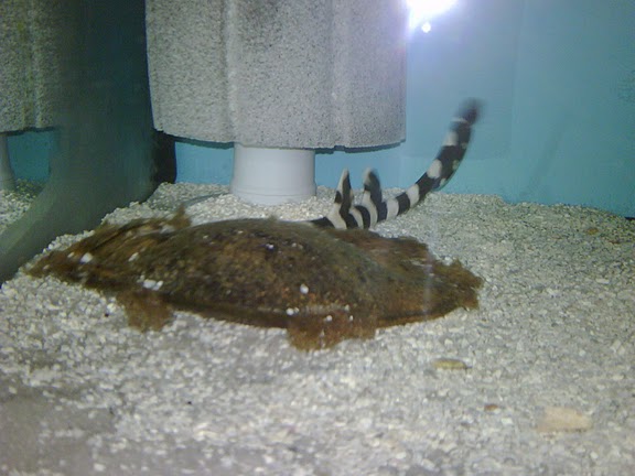 My Bamboo Shark Hatching out of Egg Michae12