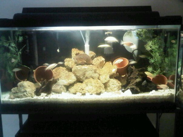 A Bunch Of Full Tank Shots From My Livingroom Michae78