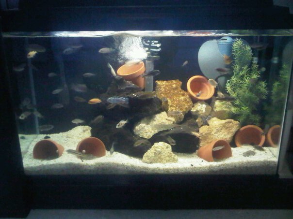 A Bunch Of Full Tank Shots From My Livingroom Michae82