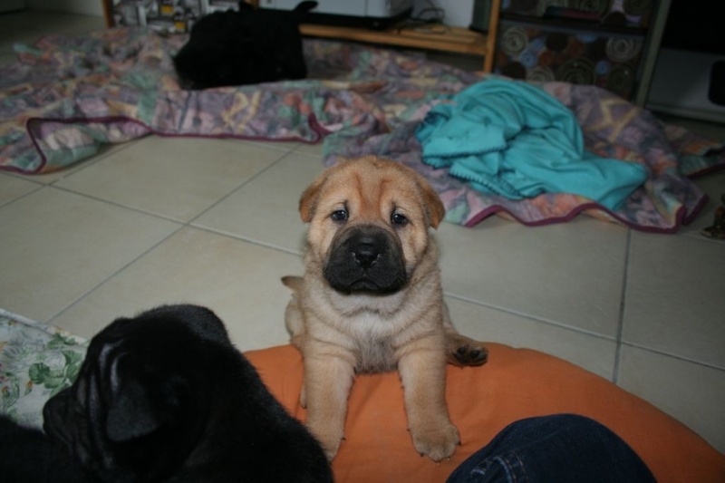 Vénus Labrador/Golden 8 ans et ses 5 BB Labrador/Golden x Shar Peï Malody10