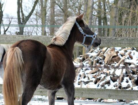 Poney alezan 2024 crins lavés