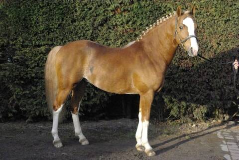 Poney alezan cheap crins lavés