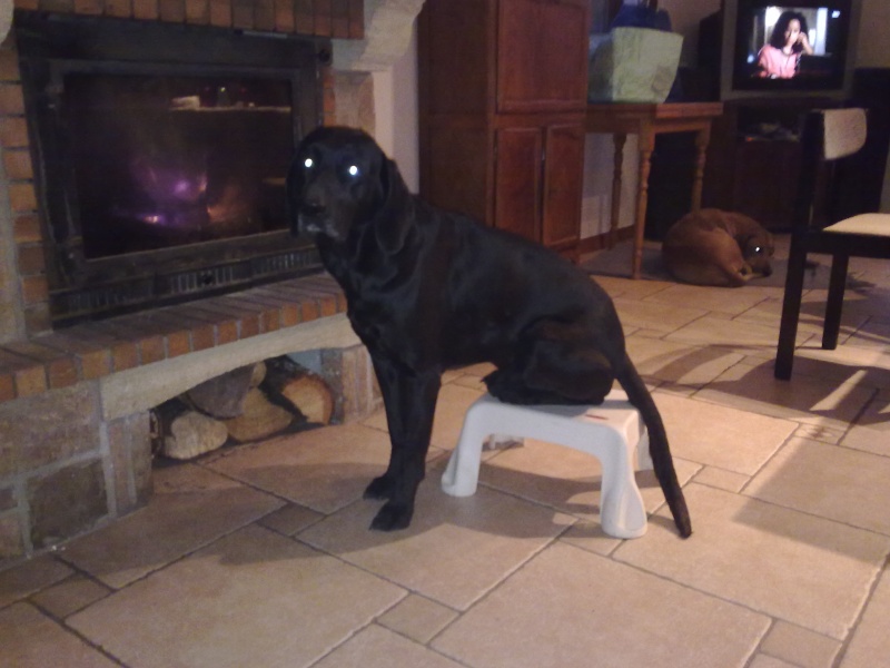 allemand - KRUNCH adorable mle labrador/braque allemand 5 ans - HELP !  eutha annonce (21) 13102010