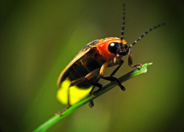 ¤ Lieux juin/juillet : L'insecte de ton rêve ¤ Luciol10