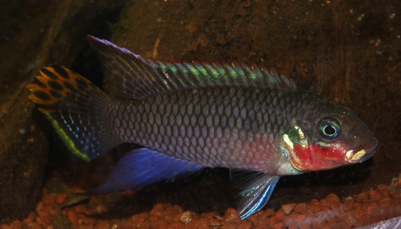 Pelvicachromis taeniatus "Nigeria red" 213