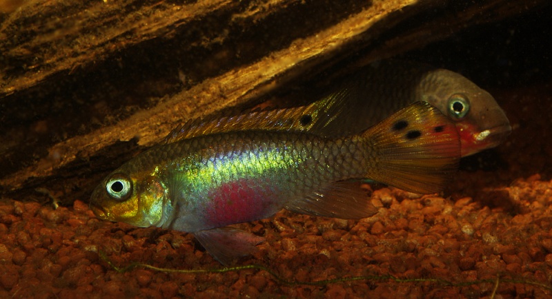 Pelvicachromis taeniatus "Nigeria red" 411