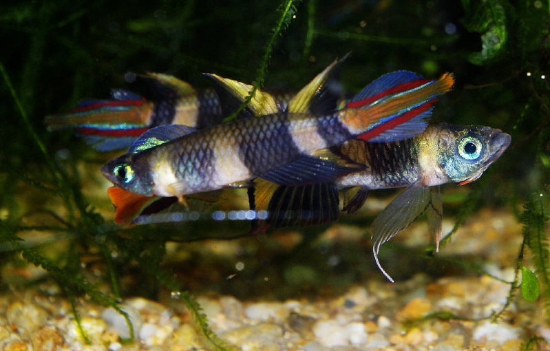 Pseudepiplatys annulatus Annula10