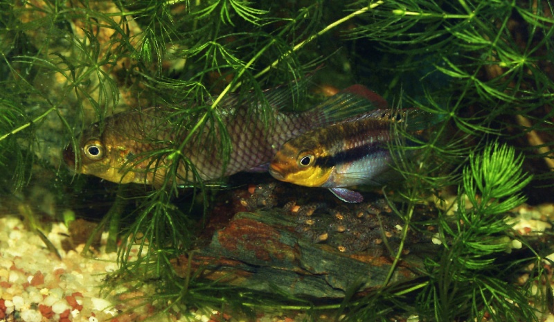 Pelvicachromis (généralité) Couple10