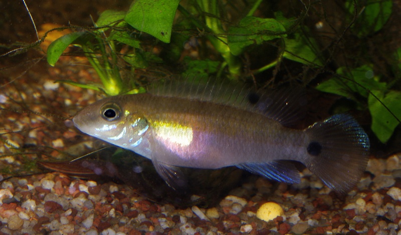 Les Pelvicachromis (complexe humilis, signatus, rubrolabiatus) Pelvic31