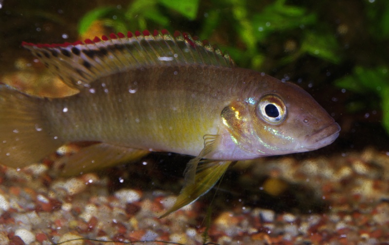 Les Pelvicachromis (complexe humilis, signatus, rubrolabiatus) Pelvic32