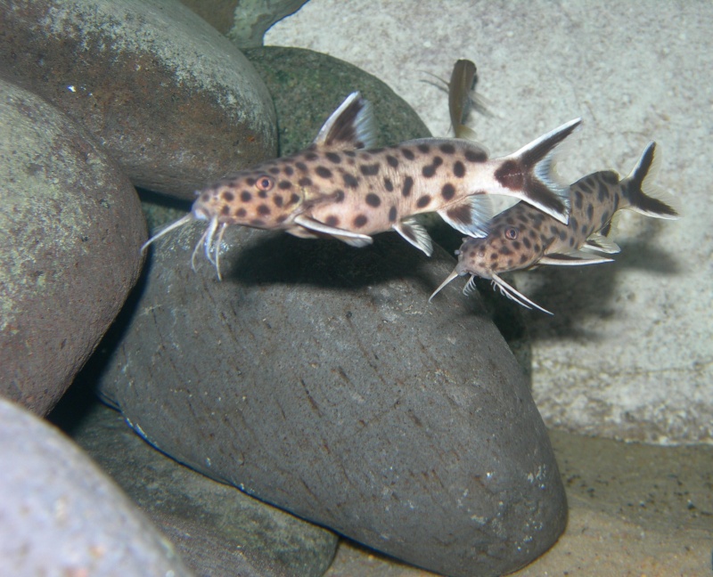 Synodontis lucipinnis (troisiéme du concours d'articles 2012) Dscn4615